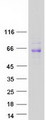 SIGLEC8 Protein - Purified recombinant protein SIGLEC8 was analyzed by SDS-PAGE gel and Coomassie Blue Staining