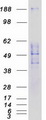 SIGLEC9 Protein - Purified recombinant protein SIGLEC9 was analyzed by SDS-PAGE gel and Coomassie Blue Staining