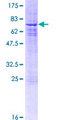 SIN3B Protein - 12.5% SDS-PAGE of human SIN3B stained with Coomassie Blue