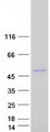 SIRPB2 Protein - Purified recombinant protein SIRPB2 was analyzed by SDS-PAGE gel and Coomassie Blue Staining