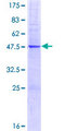 SIRPD Protein - 12.5% SDS-PAGE of human PTPNS1L2 stained with Coomassie Blue