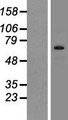 SIX5 Protein - Western validation with an anti-DDK antibody * L: Control HEK293 lysate R: Over-expression lysate