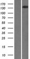 SKIV2L / SKI2 Protein - Western validation with an anti-DDK antibody * L: Control HEK293 lysate R: Over-expression lysate