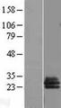 SLA2 / SLAP2 Protein - Western validation with an anti-DDK antibody * L: Control HEK293 lysate R: Over-expression lysate