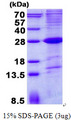 SLAMF6 / NTBA Protein