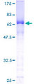 SLBP Protein - 12.5% SDS-PAGE of human SLBP stained with Coomassie Blue