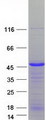 SLBP Protein - Purified recombinant protein SLBP was analyzed by SDS-PAGE gel and Coomassie Blue Staining