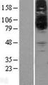 SLC22A15 / FLIPT1 Protein - Western validation with an anti-DDK antibody * L: Control HEK293 lysate R: Over-expression lysate