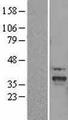 SLC25A22 / GC1 Protein - Western validation with an anti-DDK antibody * L: Control HEK293 lysate R: Over-expression lysate