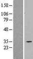 SLC25A34 Protein - Western validation with an anti-DDK antibody * L: Control HEK293 lysate R: Over-expression lysate