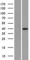 SLC25A39 Protein - Western validation with an anti-DDK antibody * L: Control HEK293 lysate R: Over-expression lysate