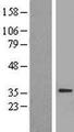 SLC25A4 / ANT Protein - Western validation with an anti-DDK antibody * L: Control HEK293 lysate R: Over-expression lysate