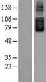SLC26A6 / PAT1 Protein - Western validation with an anti-DDK antibody * L: Control HEK293 lysate R: Over-expression lysate