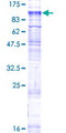 SLC26A6 / PAT1 Protein - 12.5% SDS-PAGE of human SLC26A6 stained with Coomassie Blue