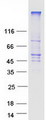 SLC2A1 / GLUT-1 Protein - Purified recombinant protein SLC2A1 was analyzed by SDS-PAGE gel and Coomassie Blue Staining