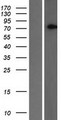 SLC2A13 / HMIT / GLUT13 Protein - Western validation with an anti-DDK antibody * L: Control HEK293 lysate R: Over-expression lysate