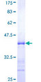 SLC2A4RG / GEF Protein - 12.5% SDS-PAGE Stained with Coomassie Blue.