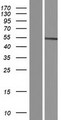 SLC30A10 Protein - Western validation with an anti-DDK antibody * L: Control HEK293 lysate R: Over-expression lysate