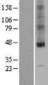 SLC35A1 Protein - Western validation with an anti-DDK antibody * L: Control HEK293 lysate R: Over-expression lysate