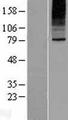 SLC35B2 Protein - Western validation with an anti-DDK antibody * L: Control HEK293 lysate R: Over-expression lysate