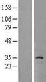 SLC35C2 Protein - Western validation with an anti-DDK antibody * L: Control HEK293 lysate R: Over-expression lysate