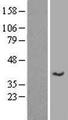 SLC35E4 Protein - Western validation with an anti-DDK antibody * L: Control HEK293 lysate R: Over-expression lysate