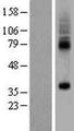 SLC35F5 Protein - Western validation with an anti-DDK antibody * L: Control HEK293 lysate R: Over-expression lysate