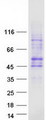 SLC35G2 Protein - Purified recombinant protein SLC35G2 was analyzed by SDS-PAGE gel and Coomassie Blue Staining