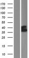 SLC37A4 / G6PT Protein - Western validation with an anti-DDK antibody * L: Control HEK293 lysate R: Over-expression lysate