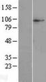 SLC38A10 Protein - Western validation with an anti-DDK antibody * L: Control HEK293 lysate R: Over-expression lysate