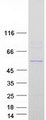 SLC39A7 / ZIP7 Protein - Purified recombinant protein SLC39A7 was analyzed by SDS-PAGE gel and Coomassie Blue Staining