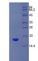 SLC3A2 / CD98 Heavy Chain Protein - Recombinant Solute Carrier Family 3, Member 2 By SDS-PAGE