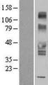 SLC43A3 Protein - Western validation with an anti-DDK antibody * L: Control HEK293 lysate R: Over-expression lysate