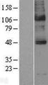 SLC5A5 / NIS Protein - Western validation with an anti-DDK antibody * L: Control HEK293 lysate R: Over-expression lysate