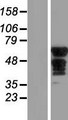 SLC6A18 / XTRP2 Protein - Western validation with an anti-DDK antibody * L: Control HEK293 lysate R: Over-expression lysate