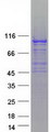 SLFN5 Protein - Purified recombinant protein SLFN5 was analyzed by SDS-PAGE gel and Coomassie Blue Staining