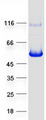 SLFNL1 Protein - Purified recombinant protein SLFNL1 was analyzed by SDS-PAGE gel and Coomassie Blue Staining