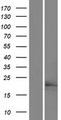 SLMO1 Protein - Western validation with an anti-DDK antibody * L: Control HEK293 lysate R: Over-expression lysate
