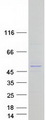 SLX4IP / C20orf94 Protein - Purified recombinant protein SLX4IP was analyzed by SDS-PAGE gel and Coomassie Blue Staining