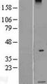 Sma3 Protein - Western validation with an anti-DDK antibody * L: Control HEK293 lysate R: Over-expression lysate