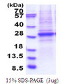 SMARCA4 / BRG1 Protein