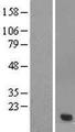 SMCP Protein - Western validation with an anti-DDK antibody * L: Control HEK293 lysate R: Over-expression lysate