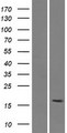 SMIM15 / C5orf43 Protein - Western validation with an anti-DDK antibody * L: Control HEK293 lysate R: Over-expression lysate