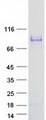 SMTNL1 Protein - Purified recombinant protein SMTNL1 was analyzed by SDS-PAGE gel and Coomassie Blue Staining