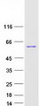 SMYD1 Protein - Purified recombinant protein SMYD1 was analyzed by SDS-PAGE gel and Coomassie Blue Staining