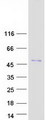 SNAP45 / SNAPC2 Protein - Purified recombinant protein SNAPC2 was analyzed by SDS-PAGE gel and Coomassie Blue Staining