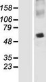SNAP47 Protein - Western validation with an anti-DDK antibody * L: Control HEK293 lysate R: Over-expression lysate