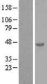SNRNP48 Protein - Western validation with an anti-DDK antibody * L: Control HEK293 lysate R: Over-expression lysate