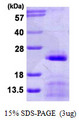SNRPC / U1C Protein