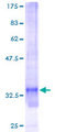 SNRPG Protein - 12.5% SDS-PAGE of human SNRPG stained with Coomassie Blue